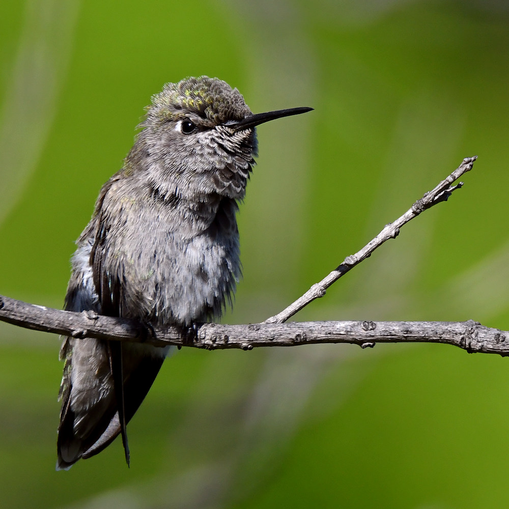 Hummer51.jpg