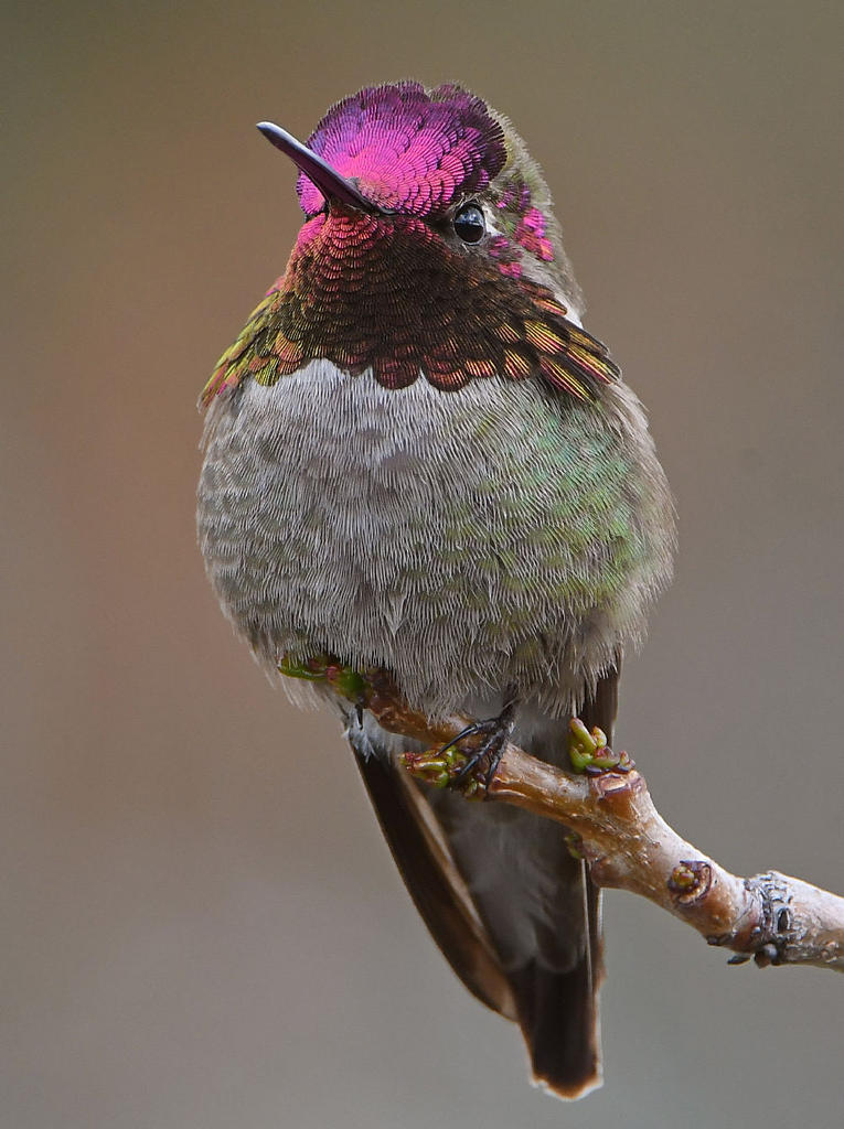 Hummer51.jpg