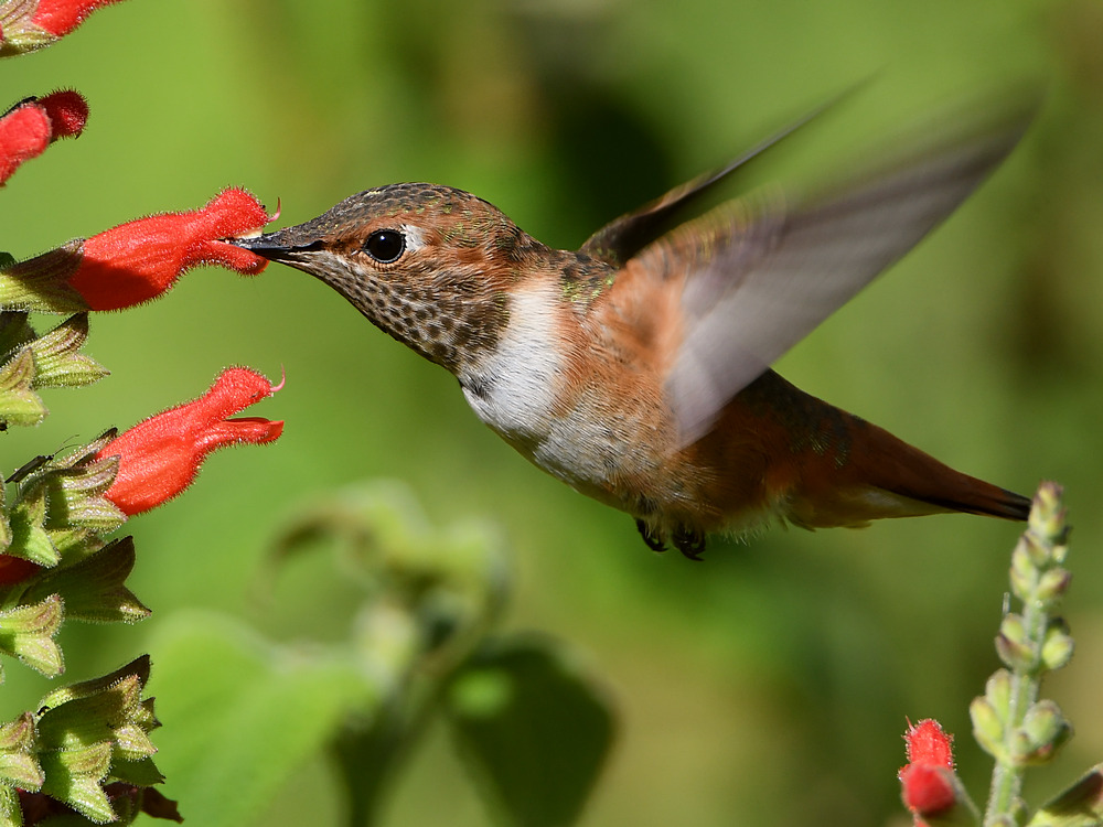 Hummer51.jpg