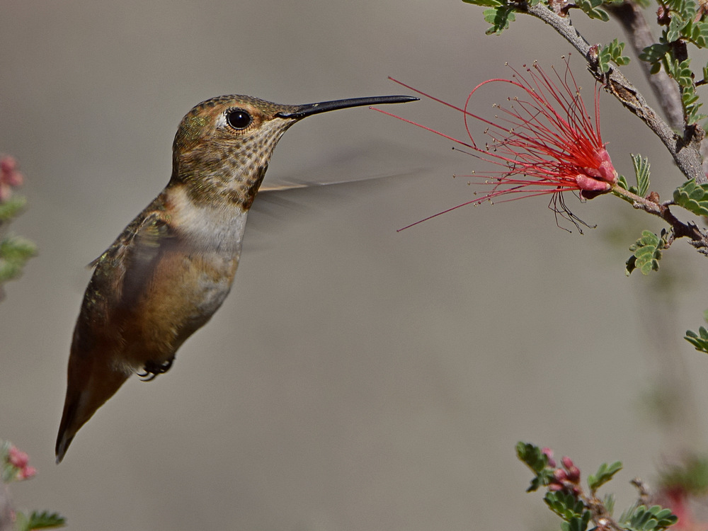Hummer51.jpg