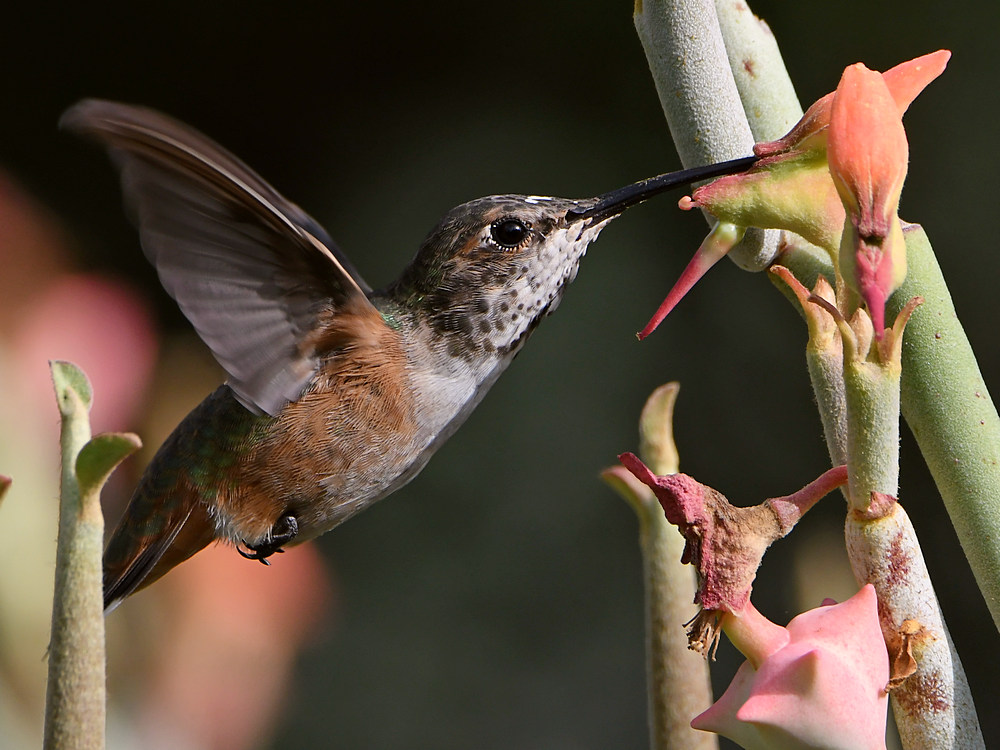 Hummer51.jpg