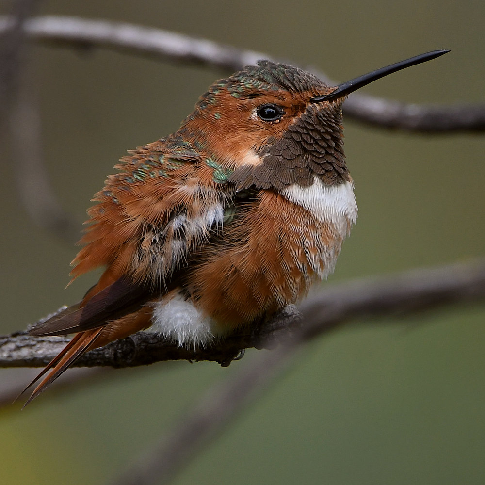 Hummer51.jpg