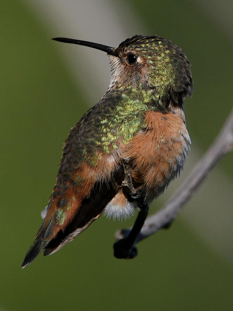 Hummer51.jpg