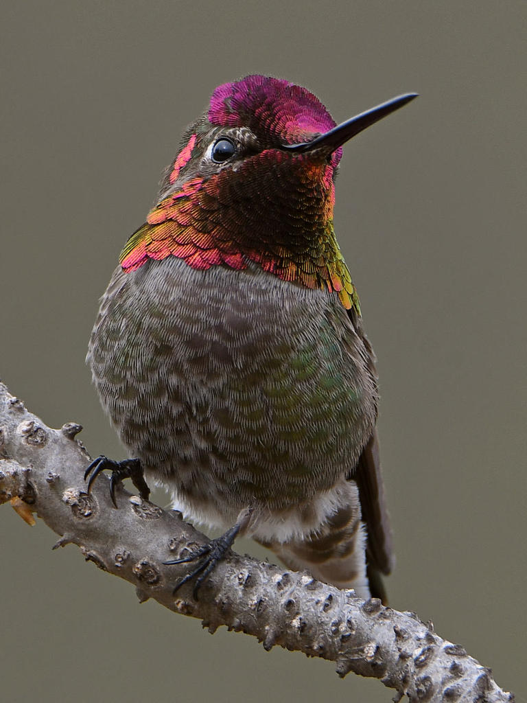 Hummer51.jpg