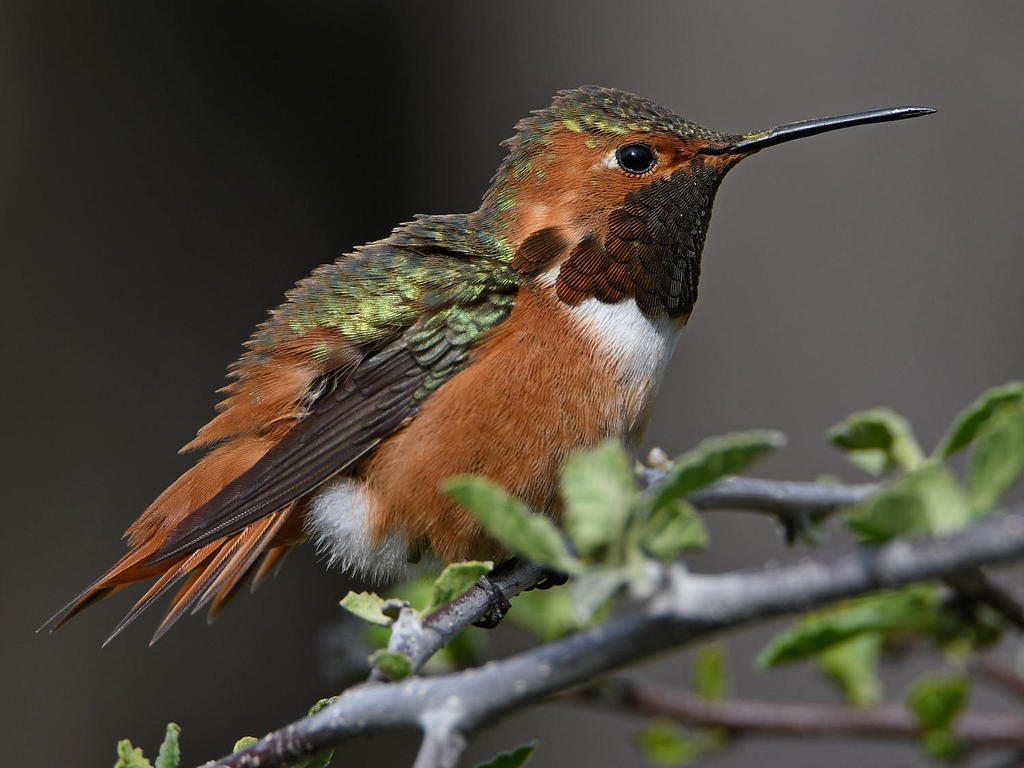 Hummer51.jpg
