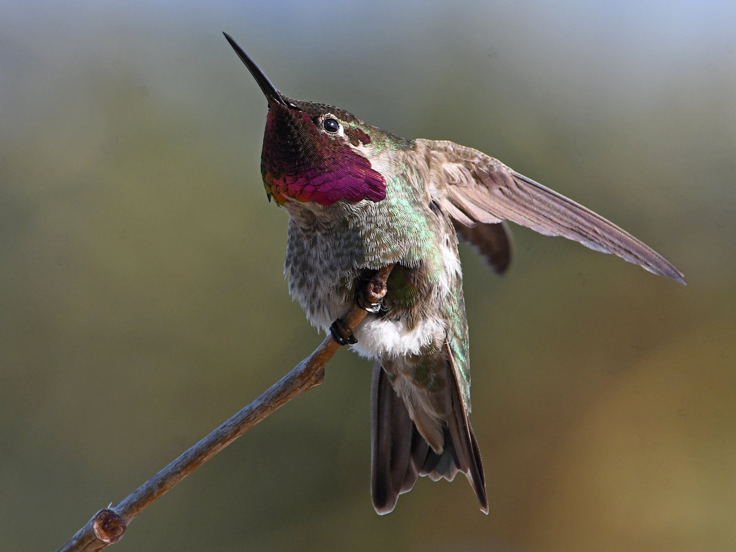 Hummer51.jpg