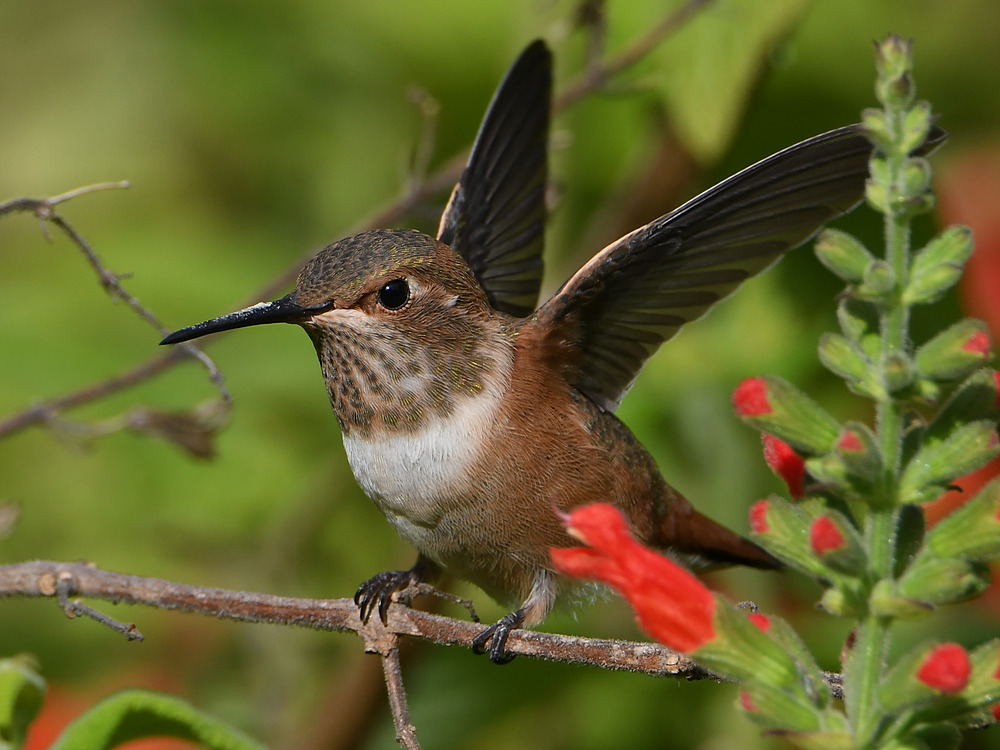 Hummer52.jpg