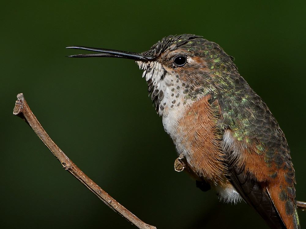 Hummer52.jpg