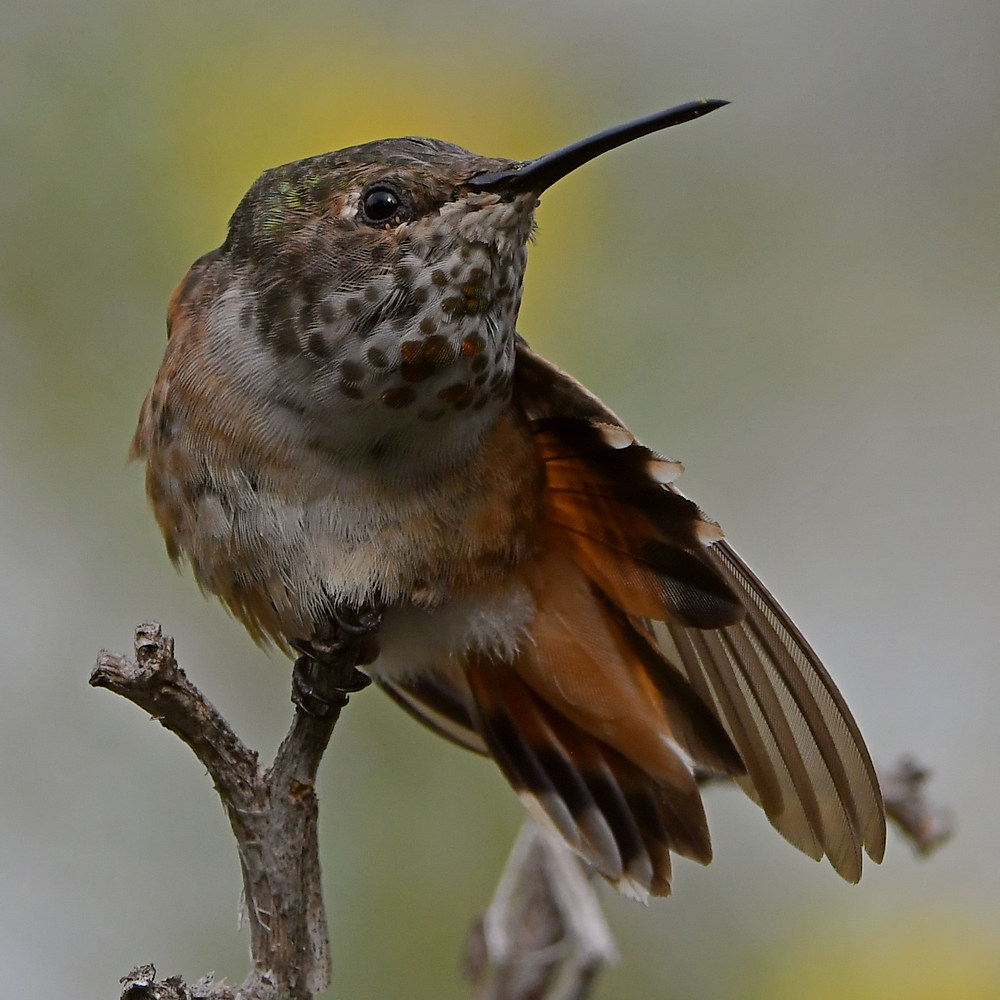 Hummer52.jpg