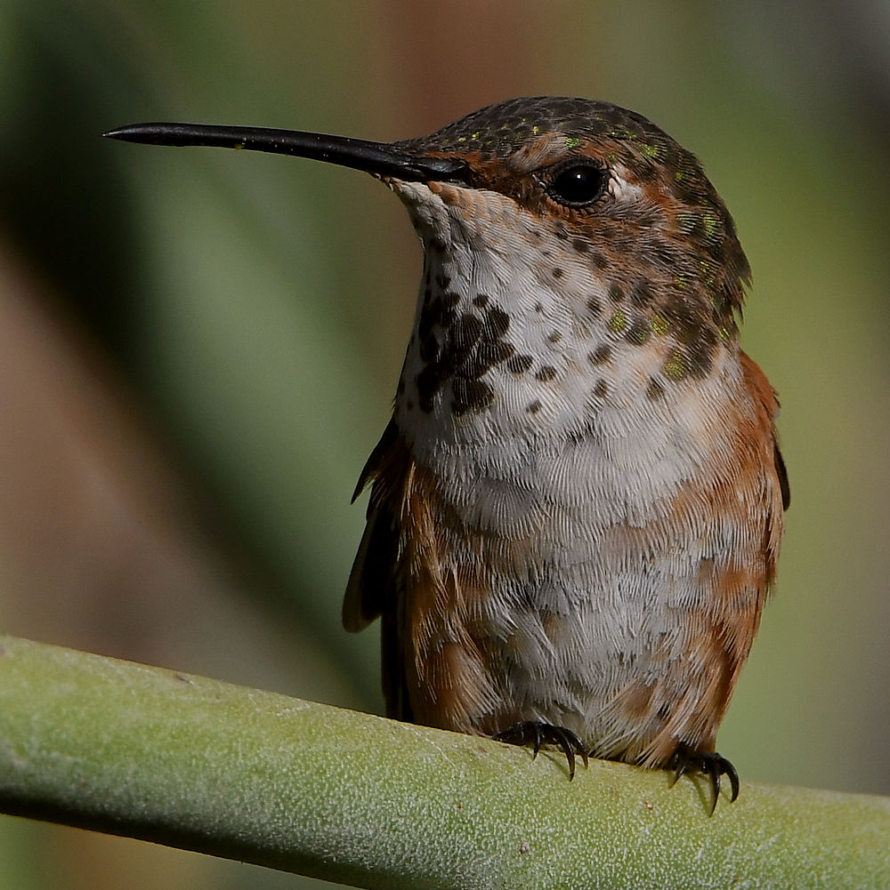 Hummer52.jpg
