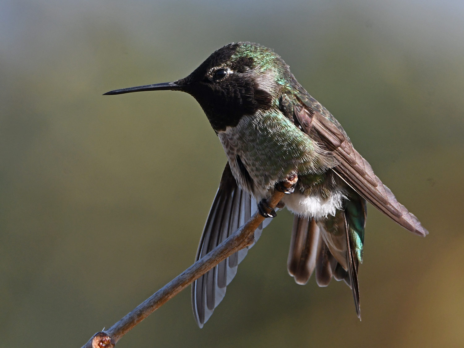 Hummer52.jpg