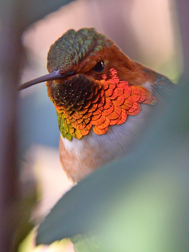 Hummer53.jpg