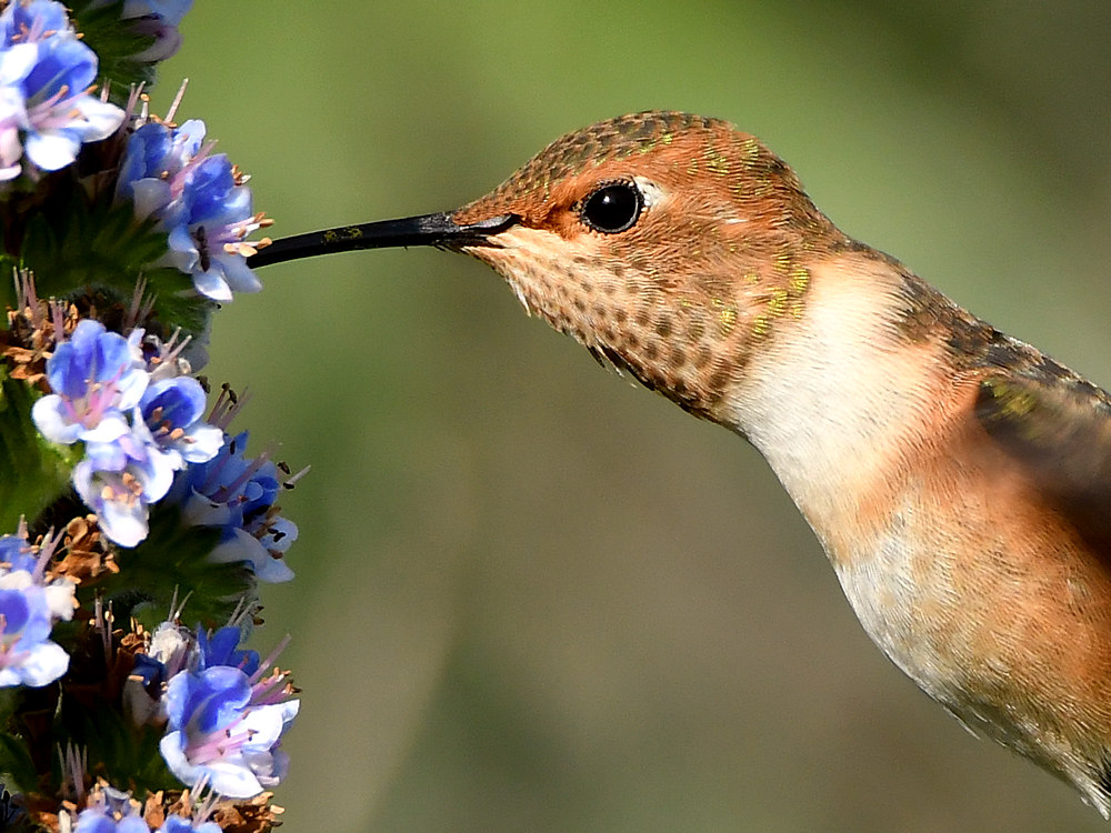Hummer53.jpg