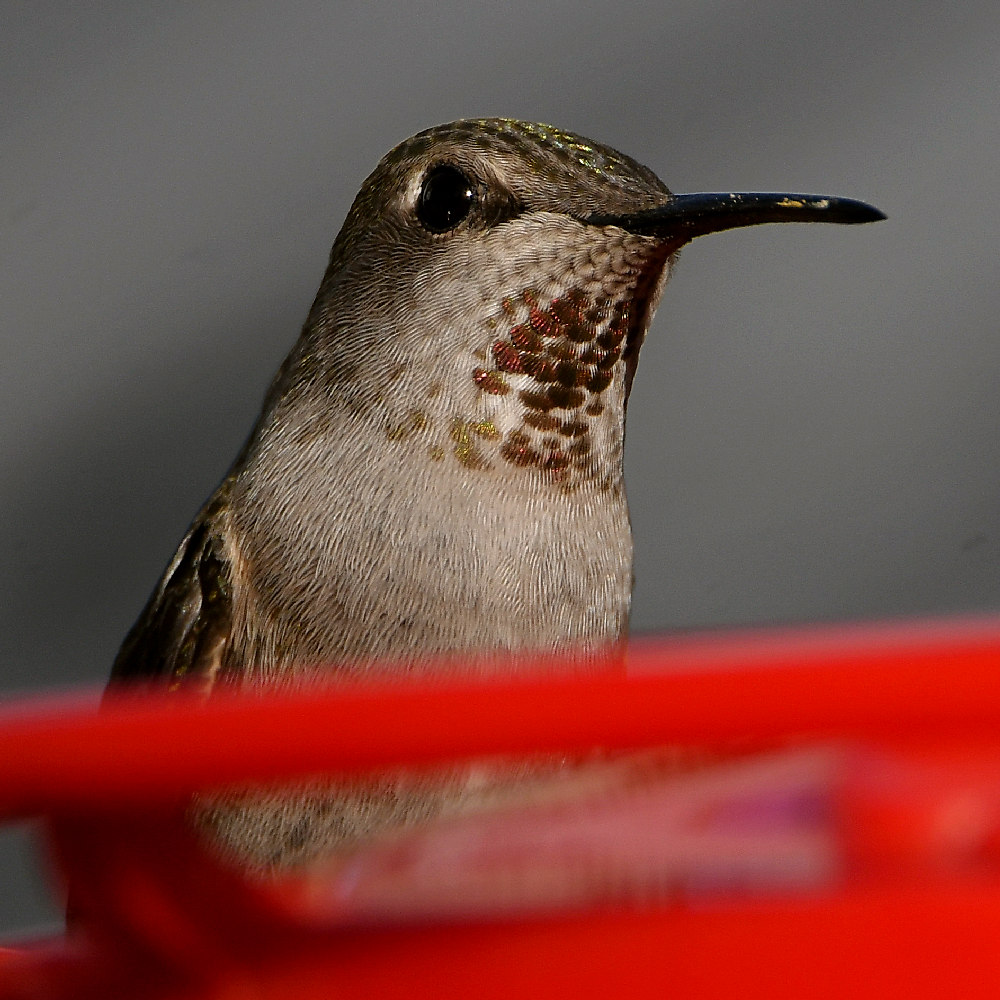 Hummer53.jpg
