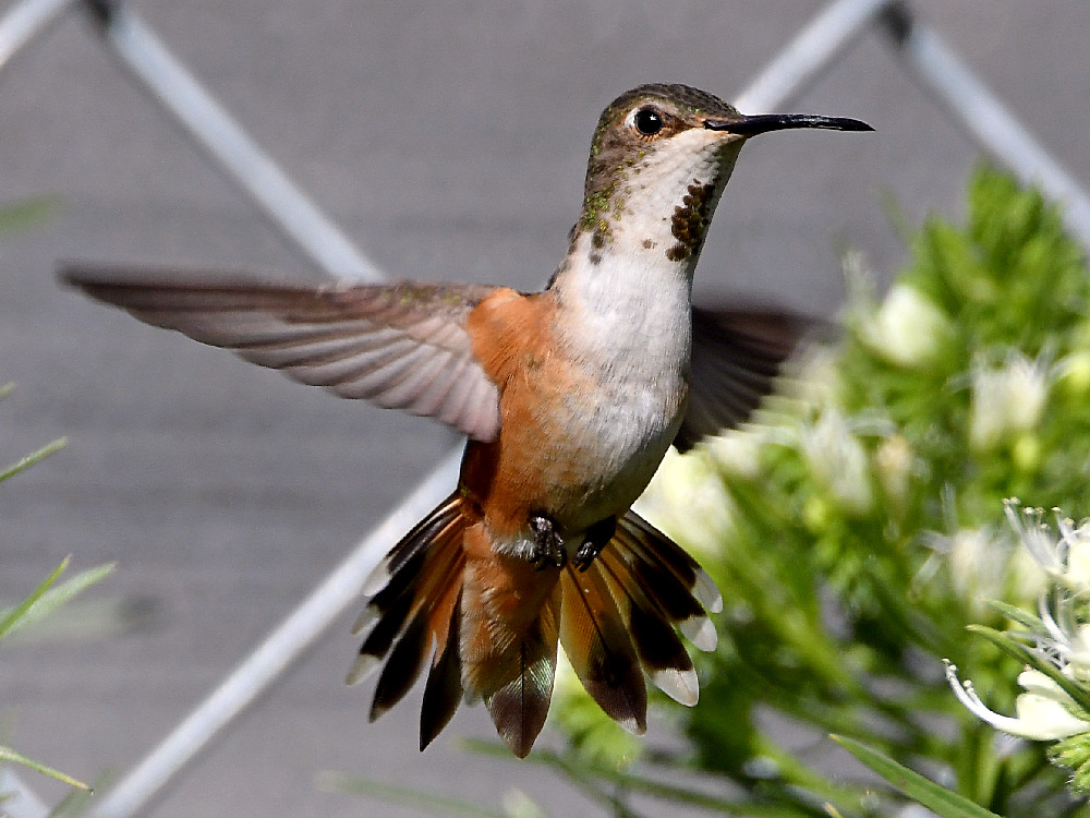 Hummer53.jpg