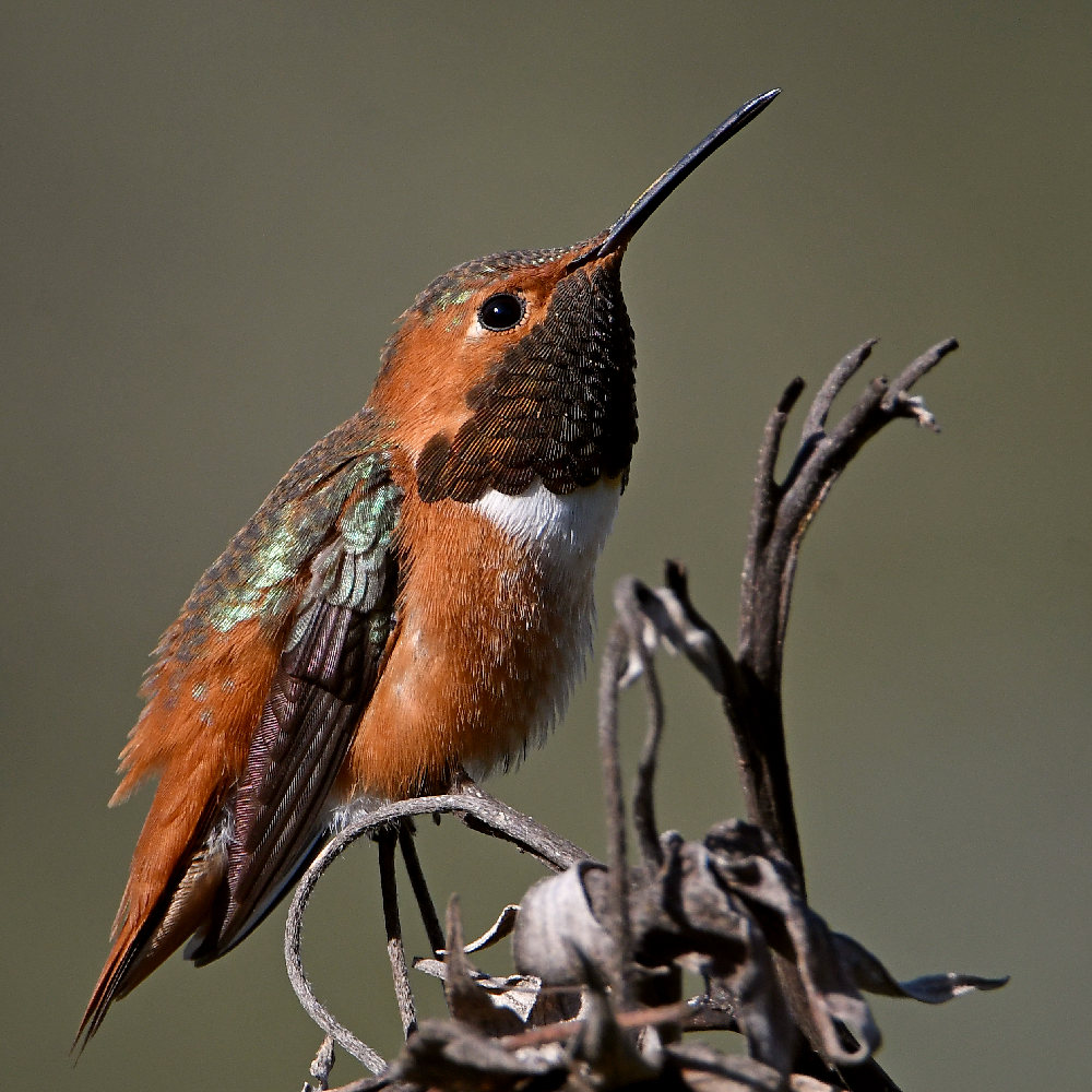 Hummer53.jpg