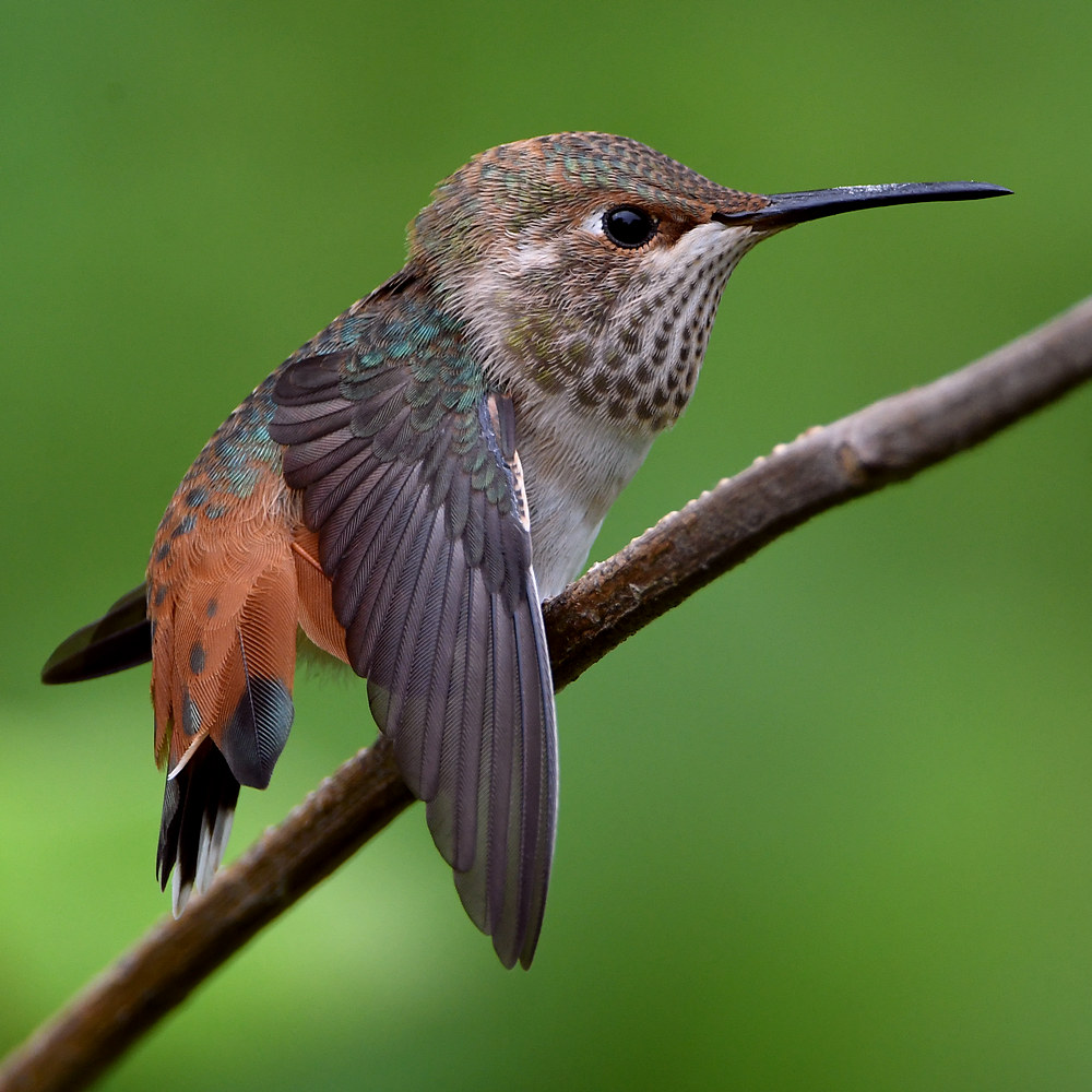 Hummer53.jpg