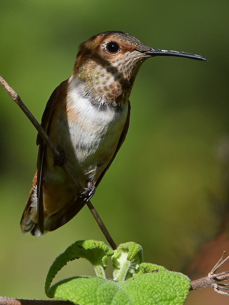 Hummer53.jpg