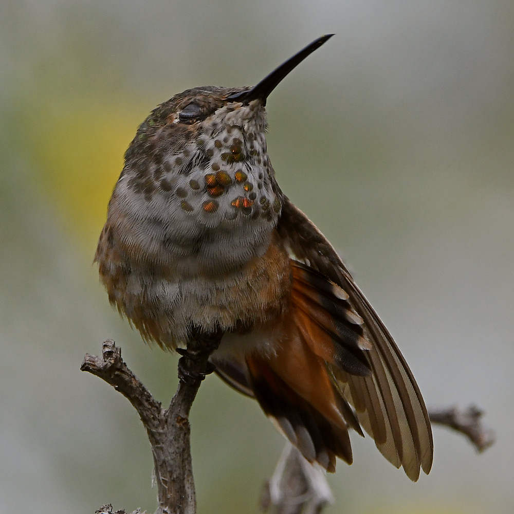 Hummer53.jpg