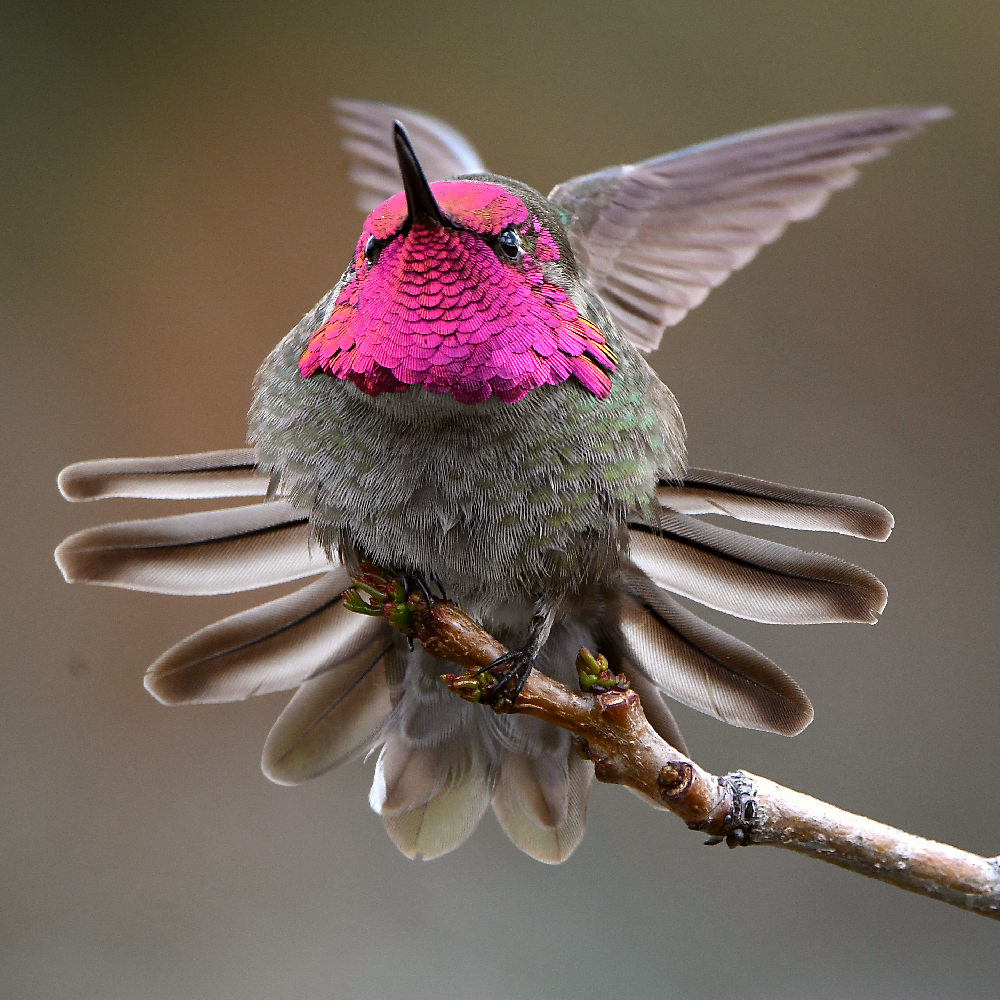Hummer54.jpg