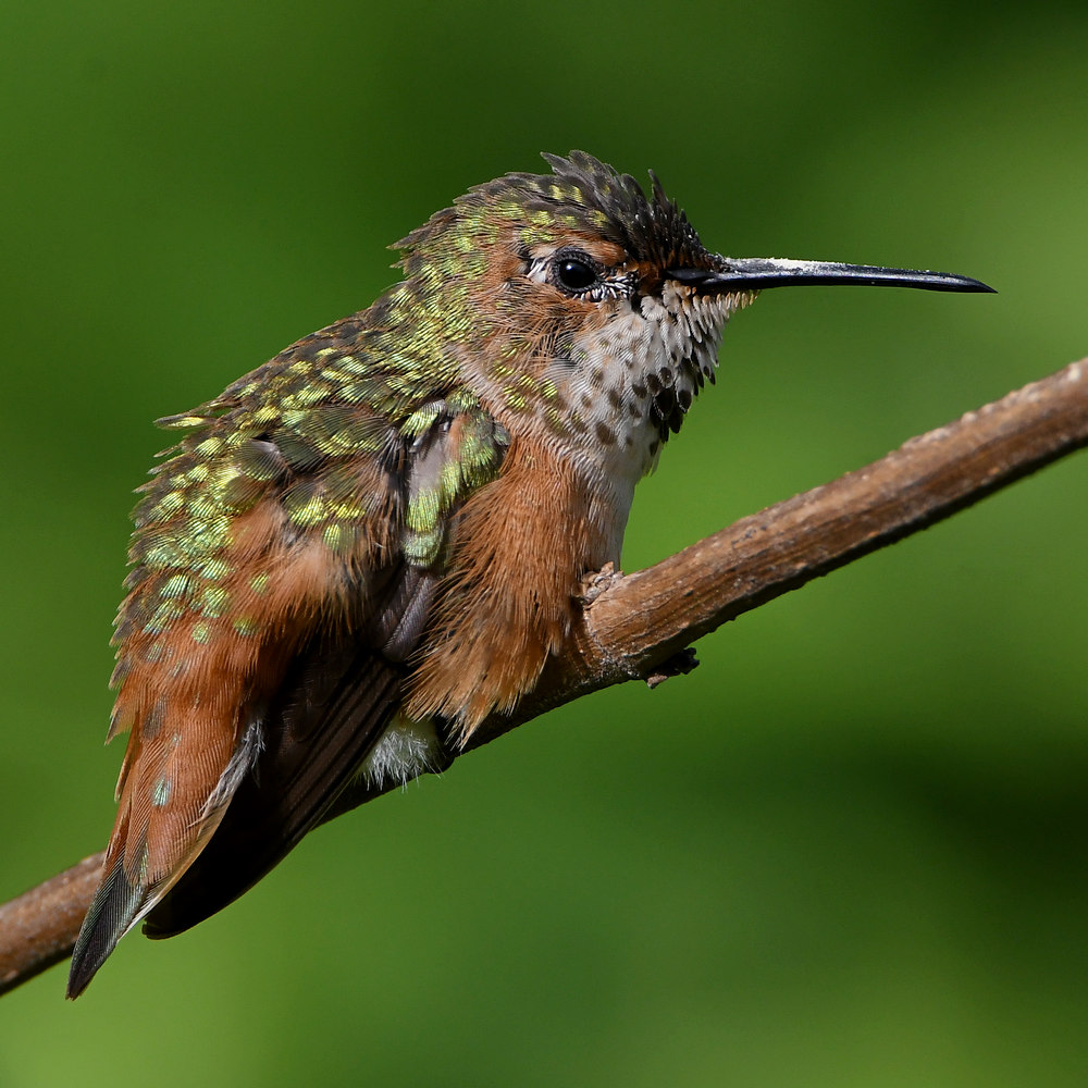 Hummer54.jpg