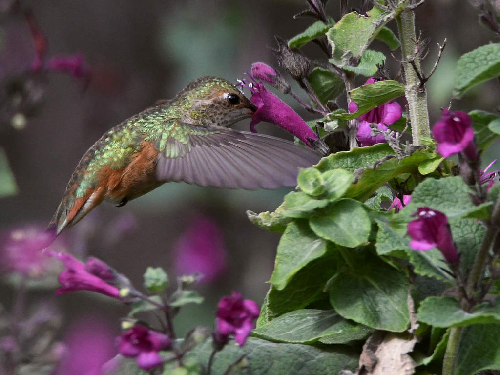 Hummer54.jpg
