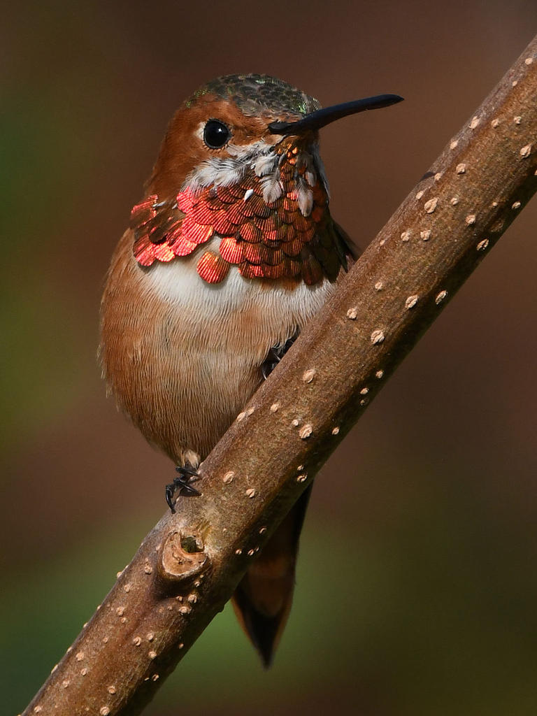 Hummer54.jpg