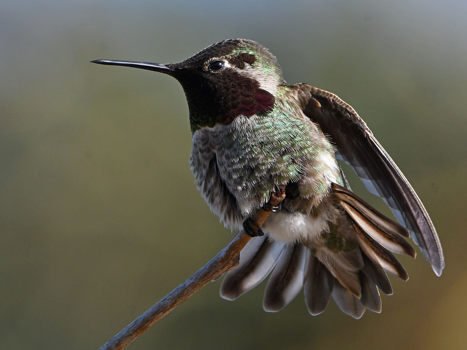 Hummer54.jpg