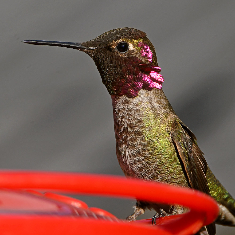 Hummer55.jpg