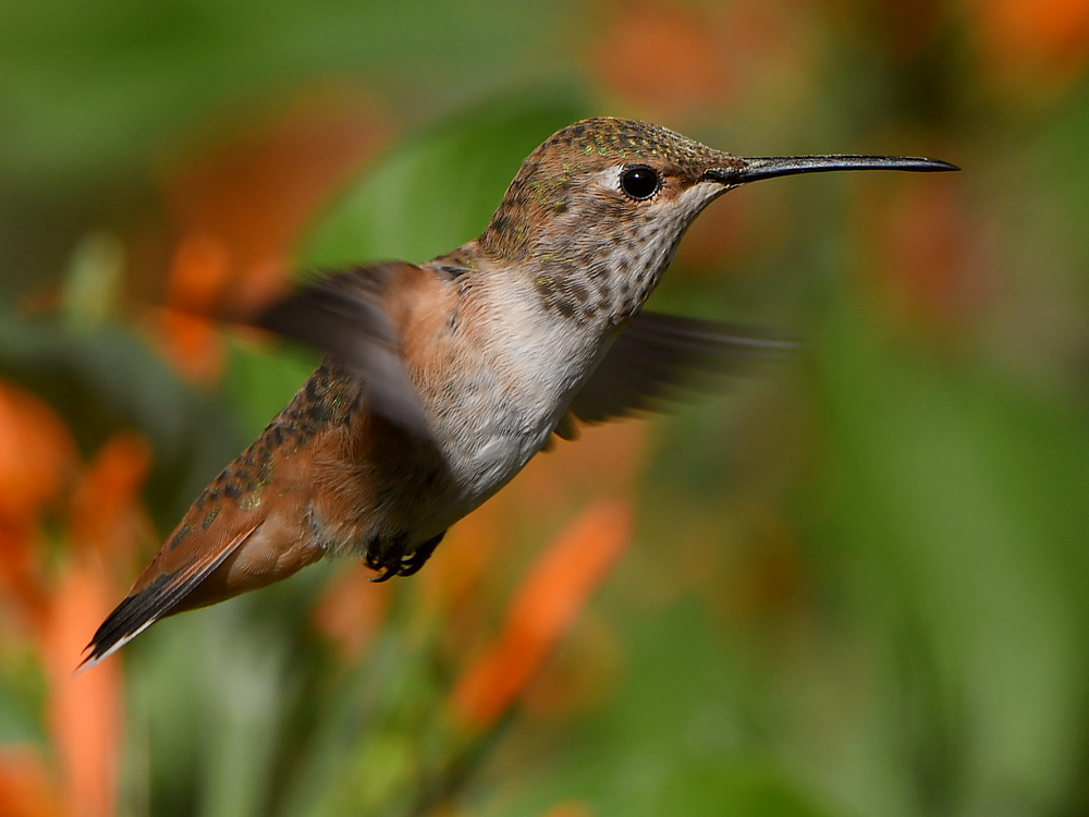 Hummer55.jpg