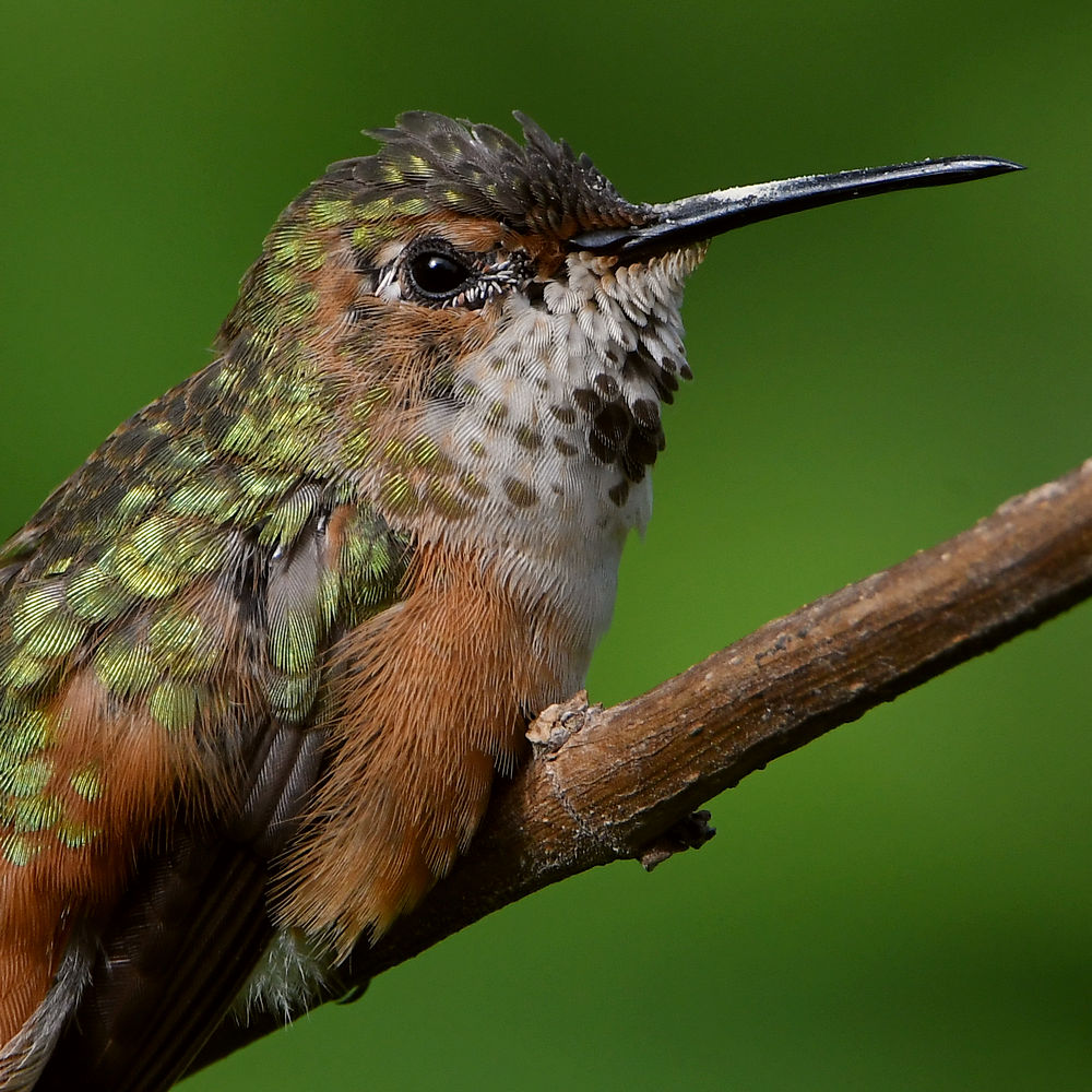 Hummer55.jpg