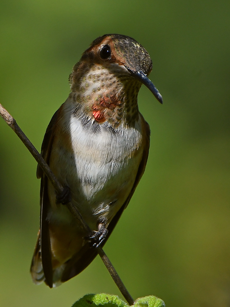 Hummer55.jpg