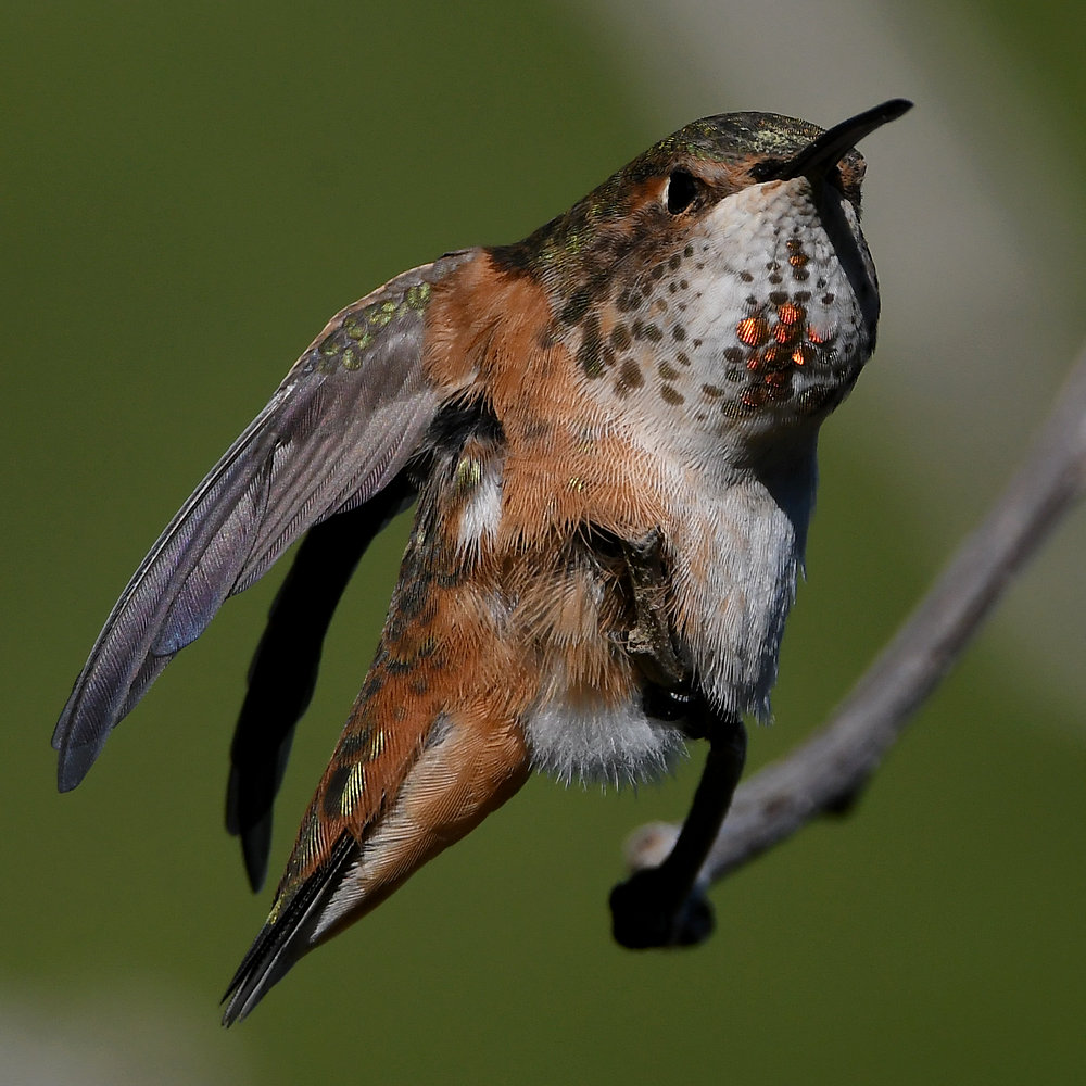 Hummer55.jpg