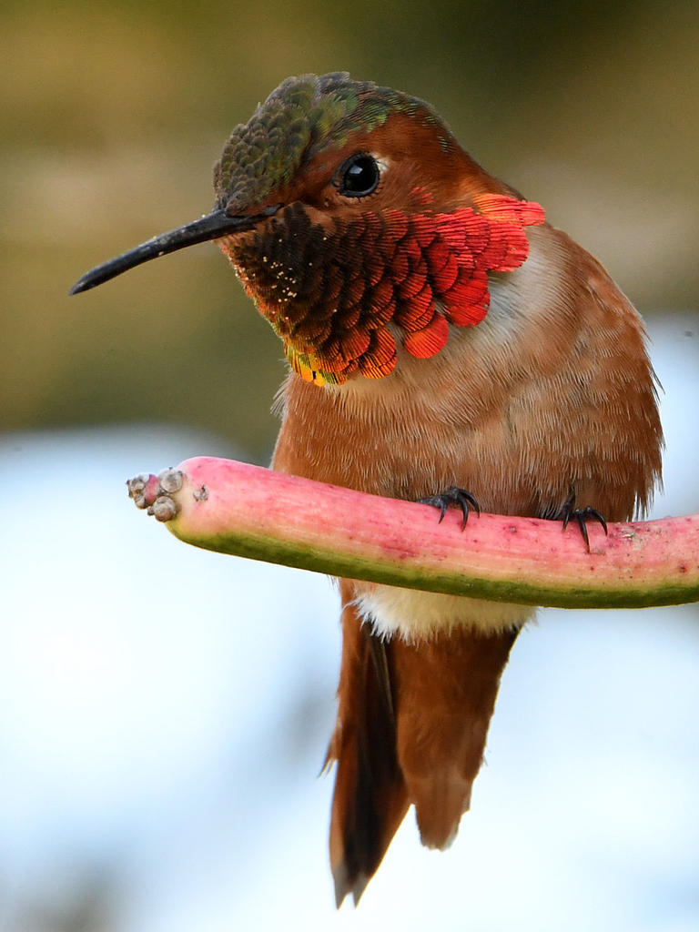 Hummer55.jpg