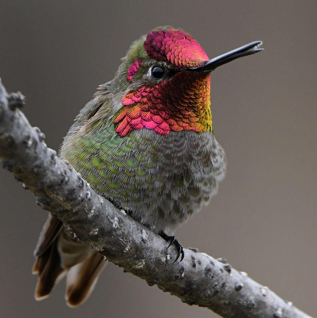 Hummer55.jpg