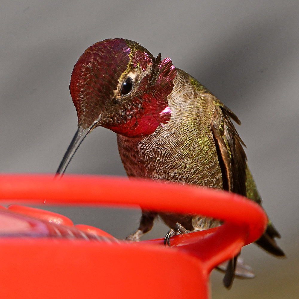 Hummer56.jpg
