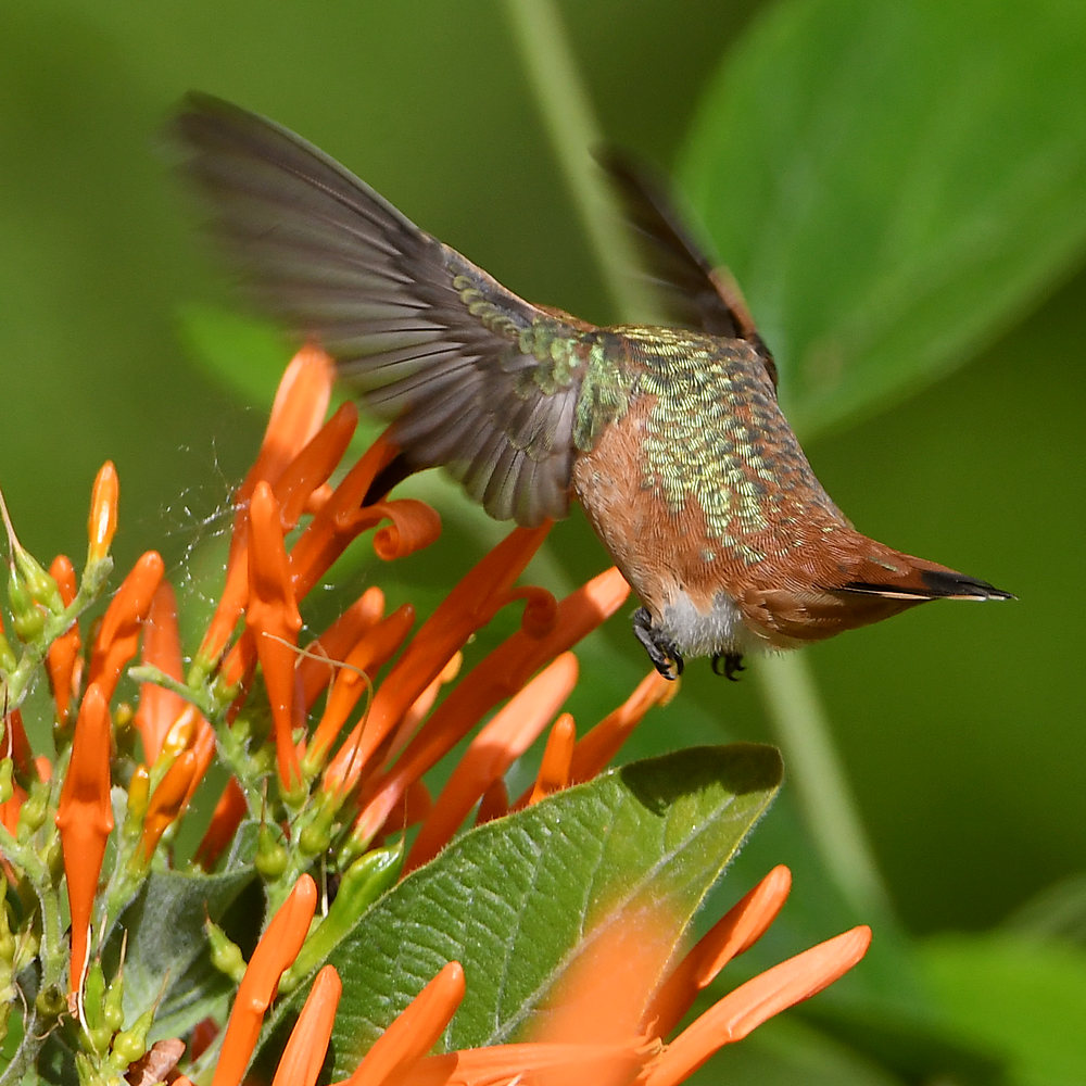 Hummer56.jpg