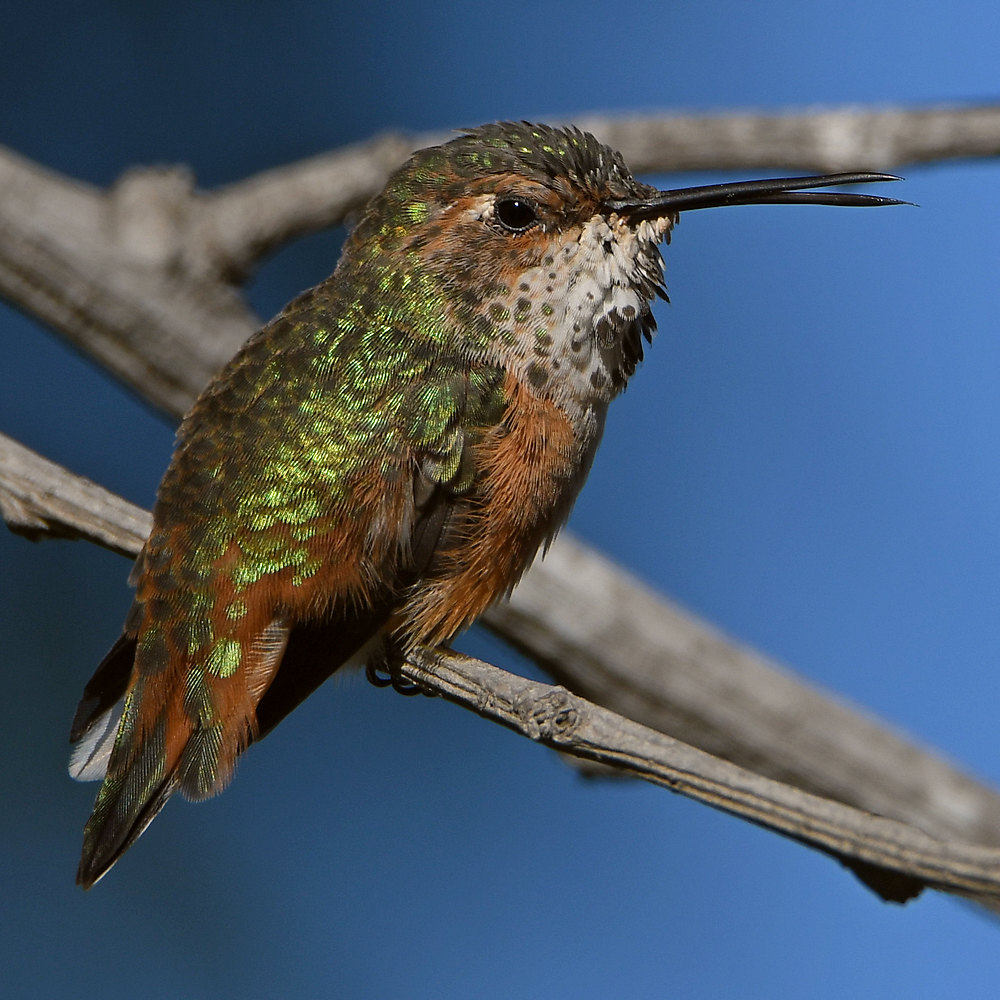 Hummer56.jpg