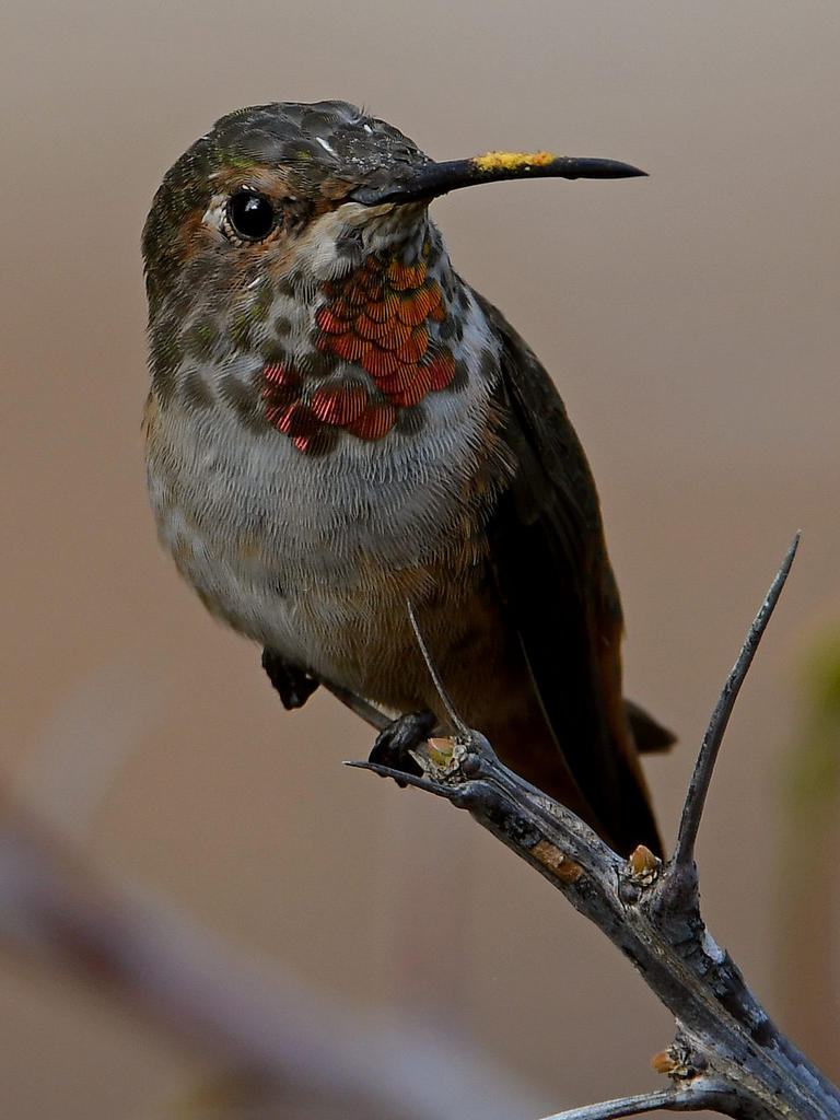 Hummer56.jpg