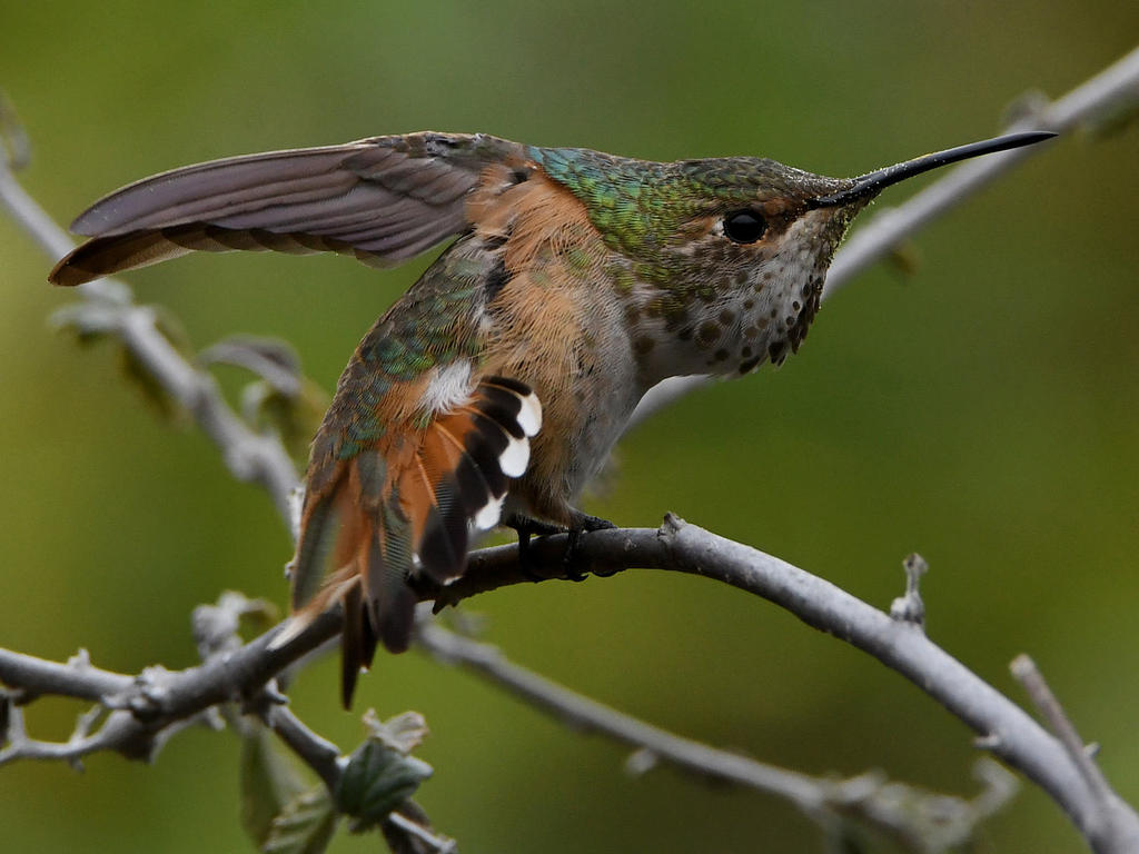 Hummer56.jpg