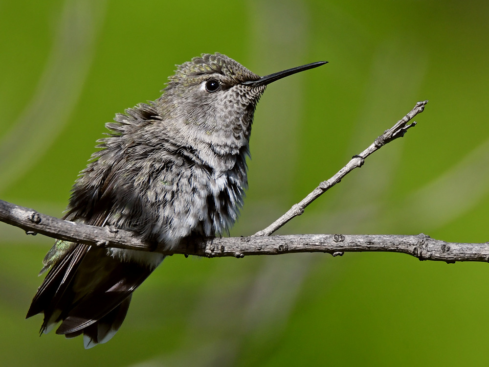 Hummer57.jpg
