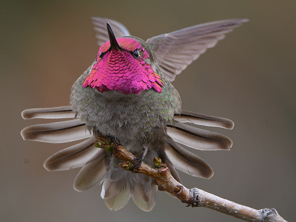 Hummer57.jpg