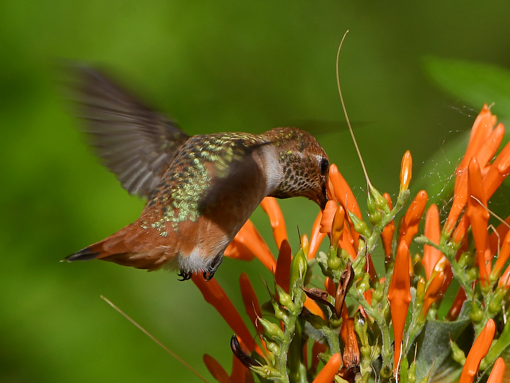 Hummer57.jpg