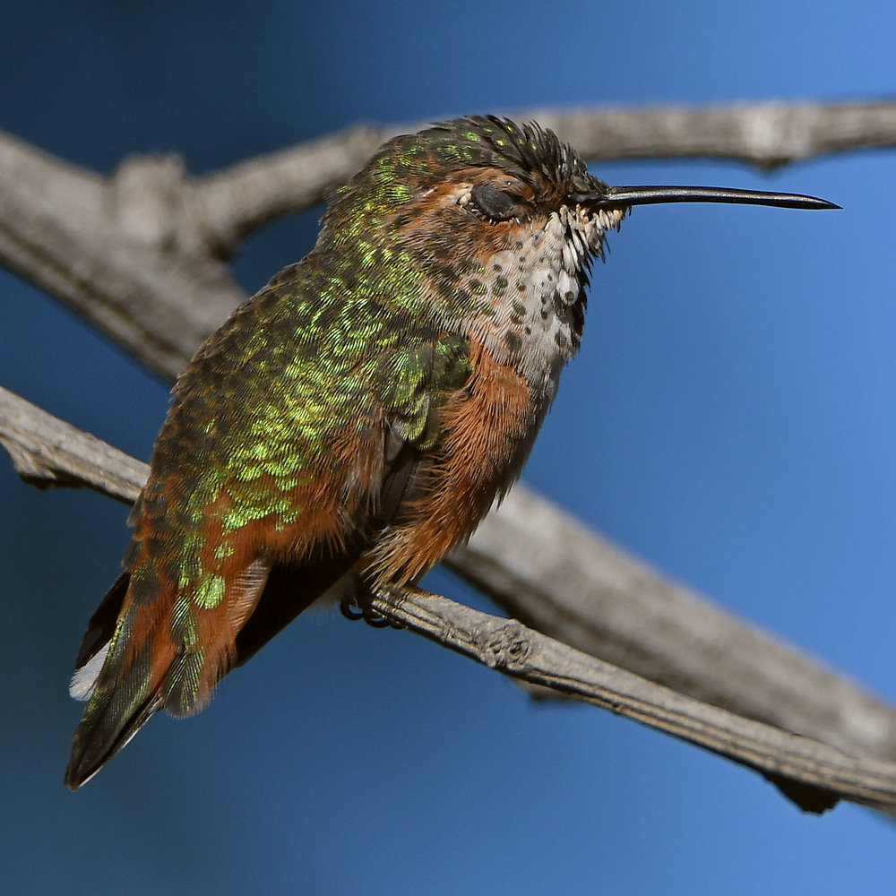 Hummer57.jpg