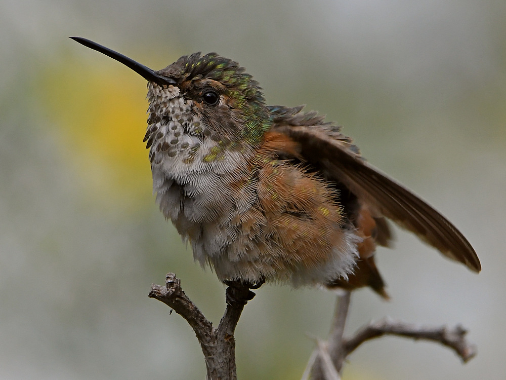 Hummer57.jpg