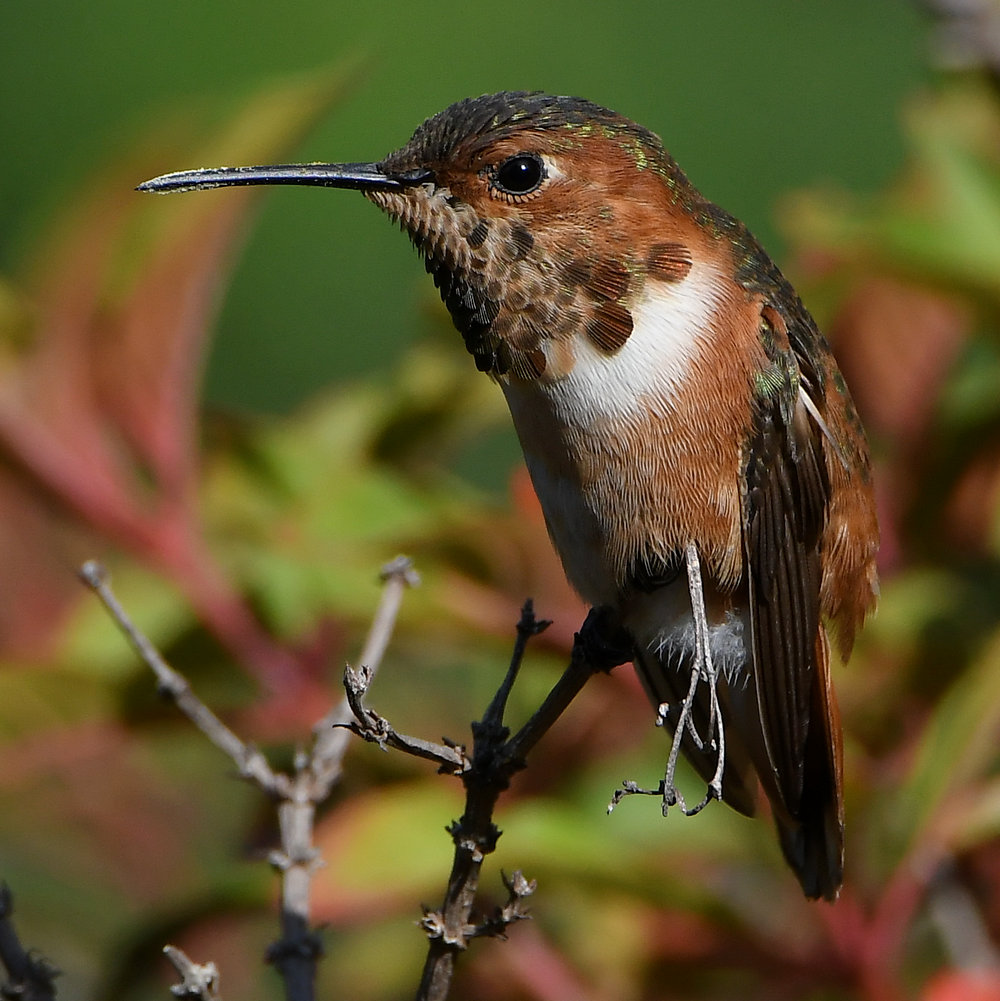 Hummer57.jpg