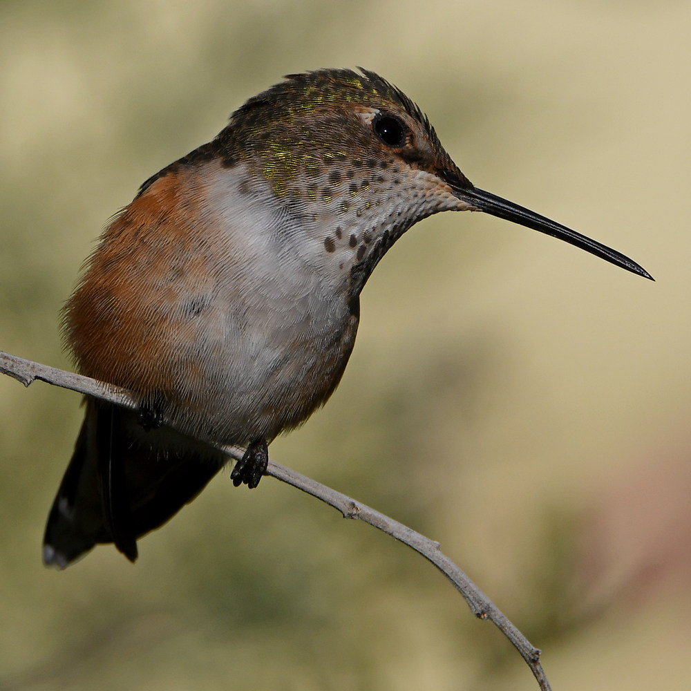 Hummer57.jpg