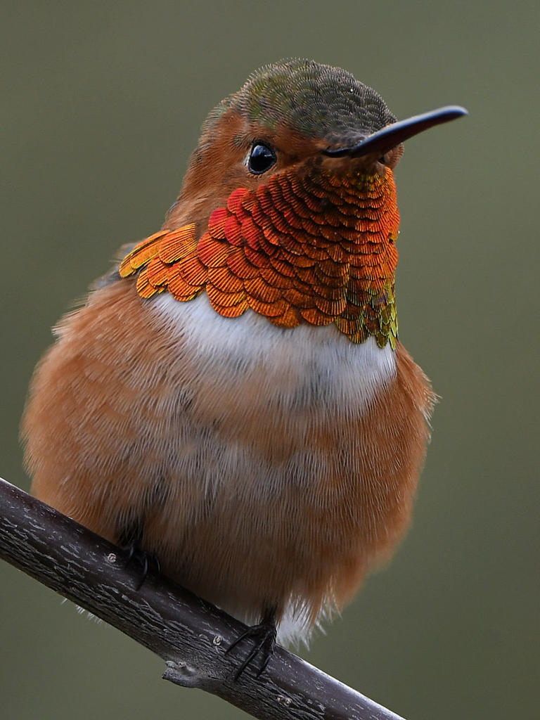 Hummer57.jpg