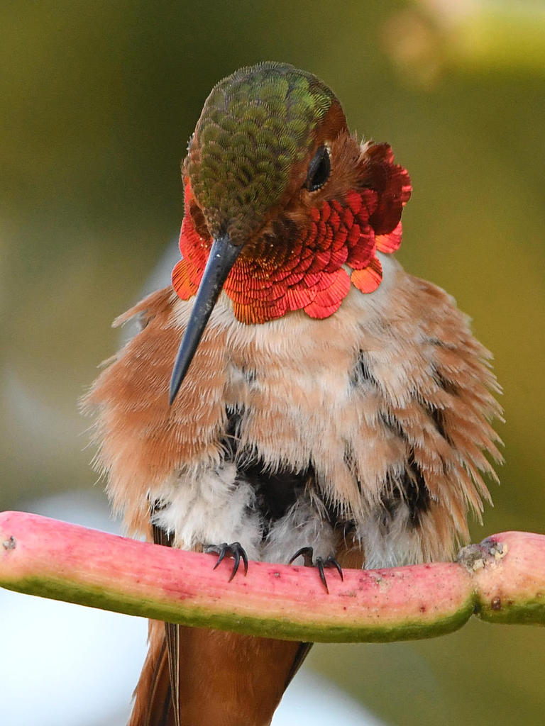 Hummer57.jpg