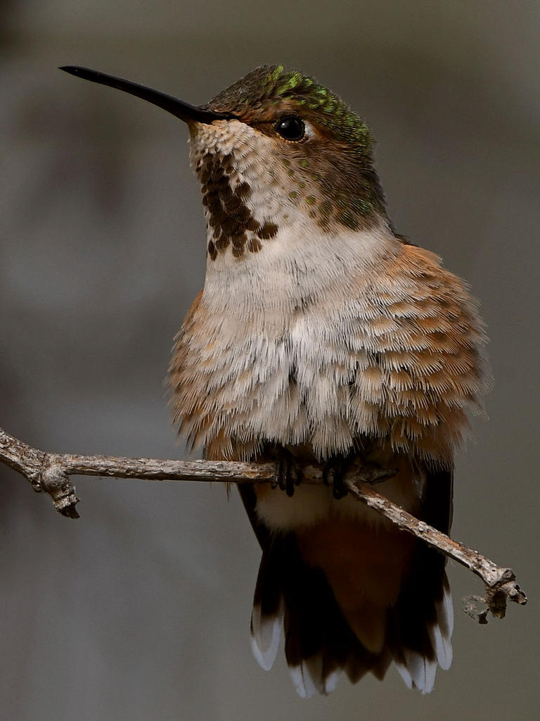 Hummer57.jpg